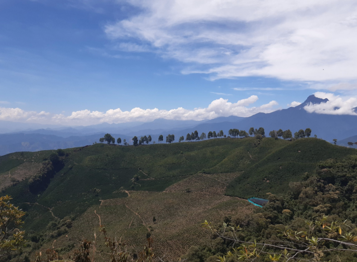 Kumara Blend Colombia