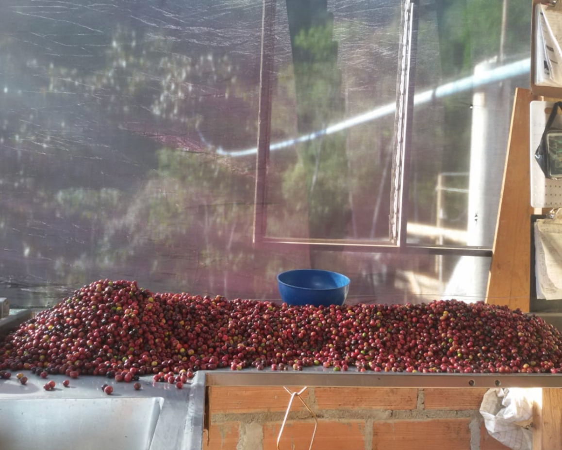 Colombia La Yalena