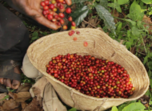 Ethiopia Grade 1 Koke