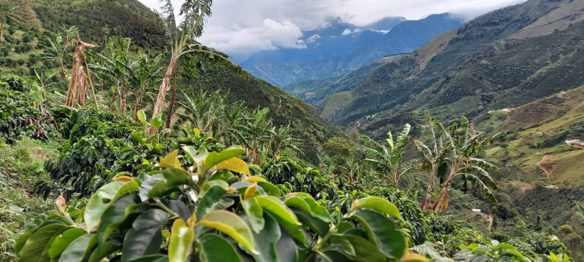 Bolivar Blend Colombia