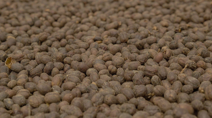 Bolivar Blend Colombia