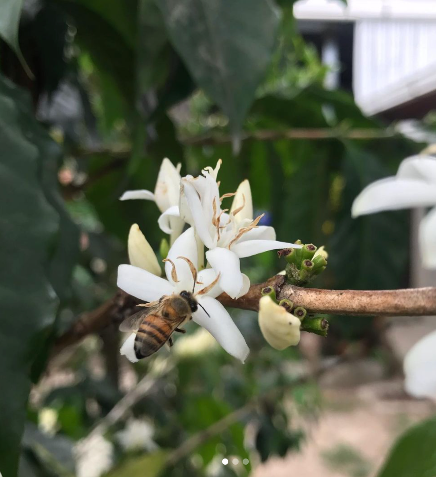 Honduras Marcala – La Paz