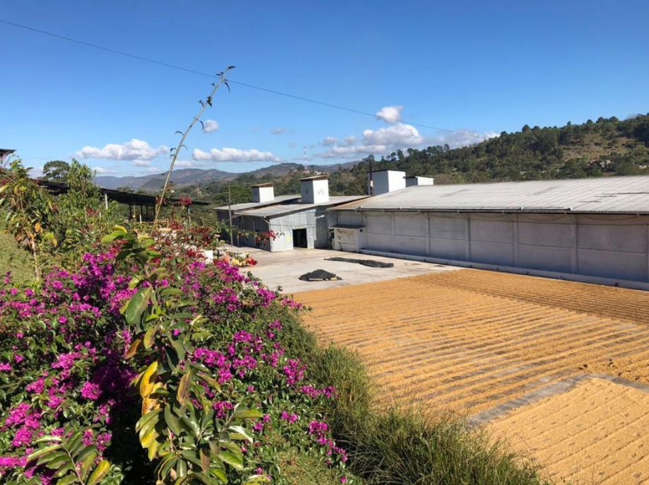 Honduras Marcala – La Paz