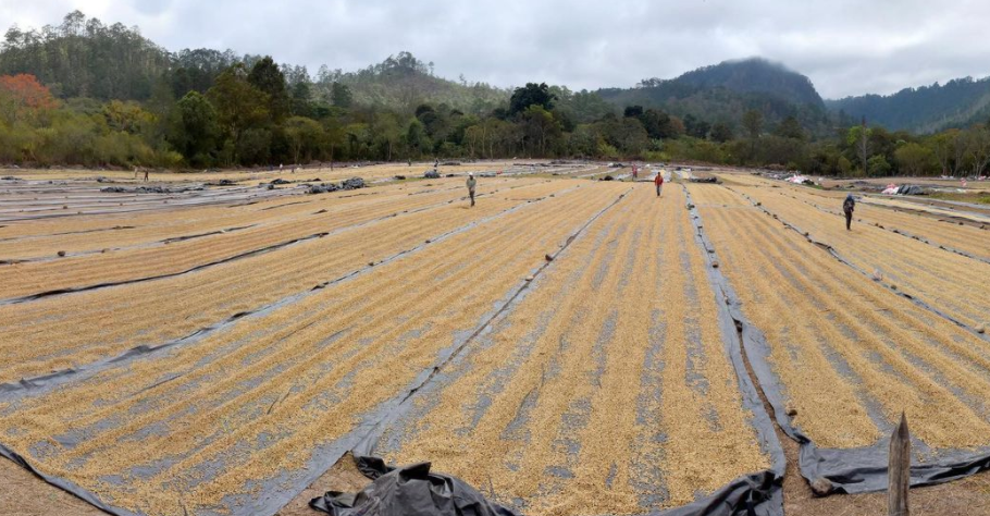 Honduras Marcala – La Paz