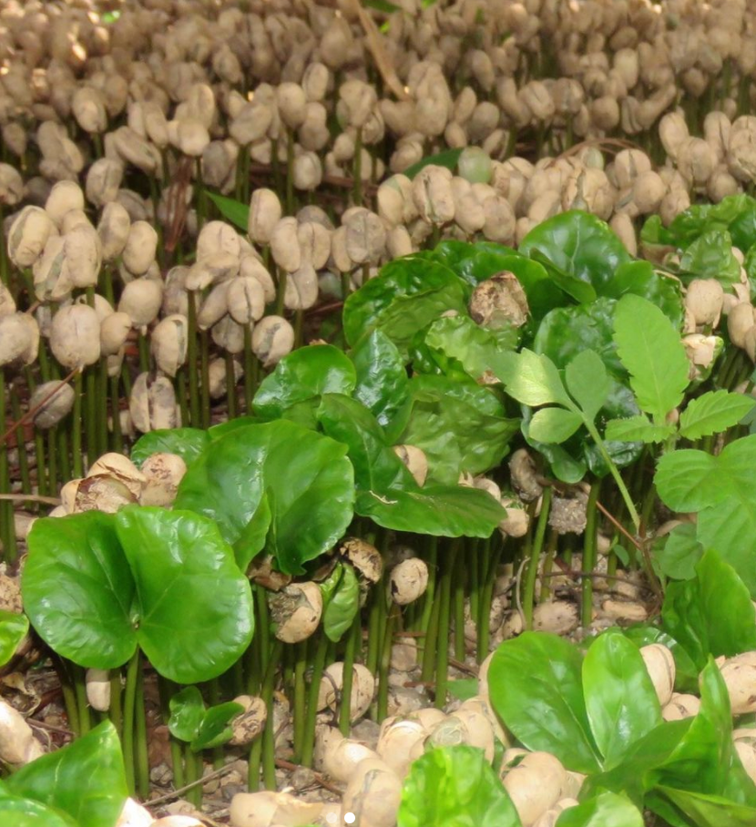 Honduras Marcala – La Paz