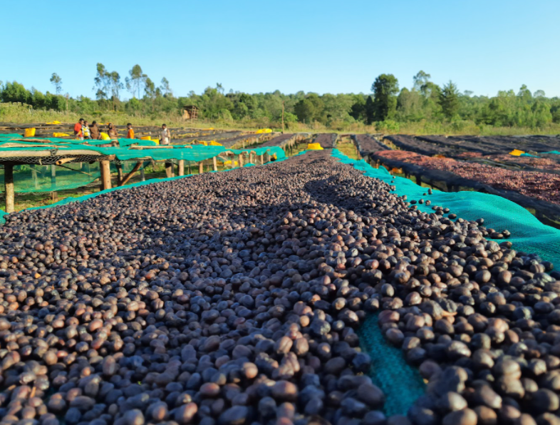 Ethiopia Gedeb Worka Sakaro