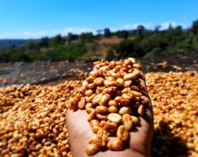 Ethiopia Uraga