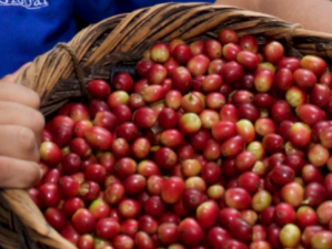El Diamante Aldea Global Nicaragua