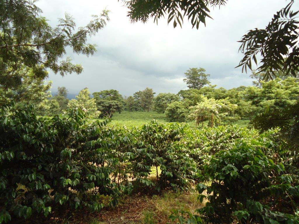 Tanzania Mt Kilimanjaro AA