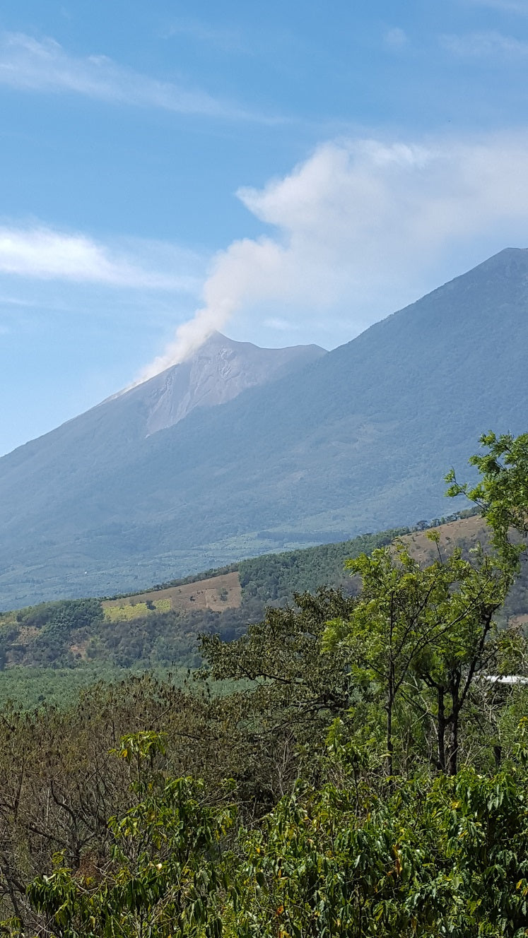 Guatemala Finca San Rafael Urias