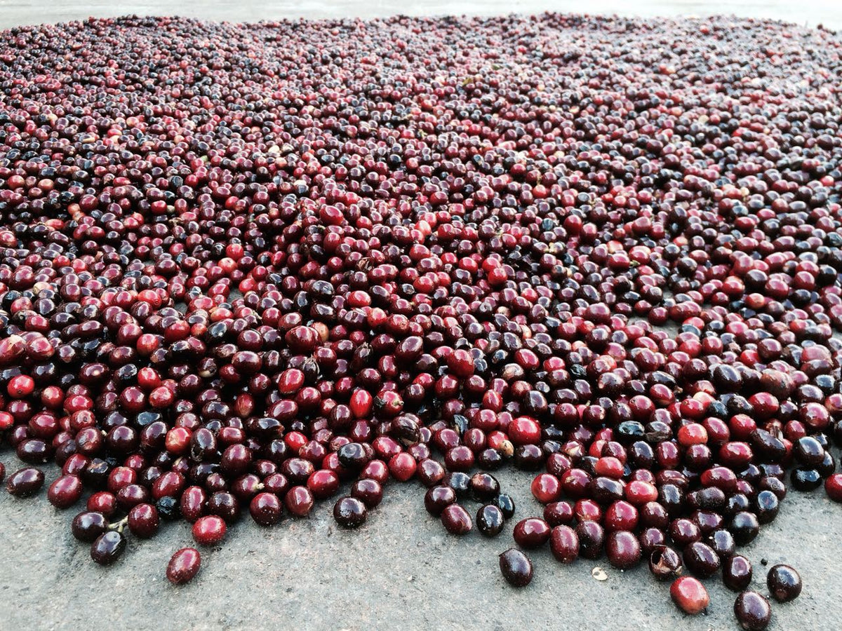 El Salvador Mapache Pacamara Natural