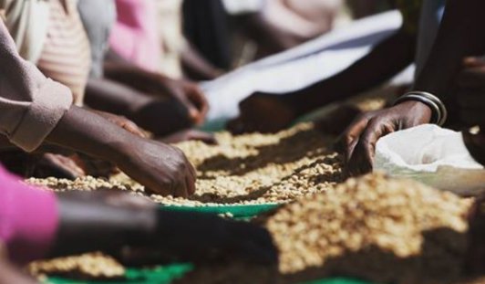 Rwanda Peaberry Inzovu