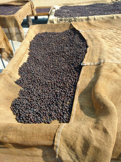Guatemala Finca Medina