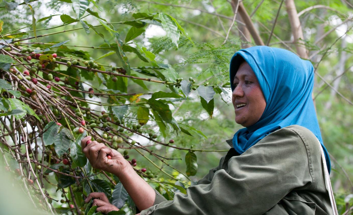 Indonesia Sumatra Tanah Karo