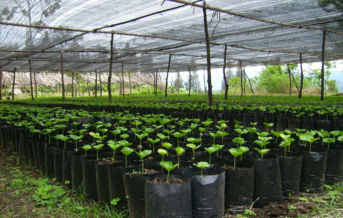 Indonesia Sumatra Tanah Karo