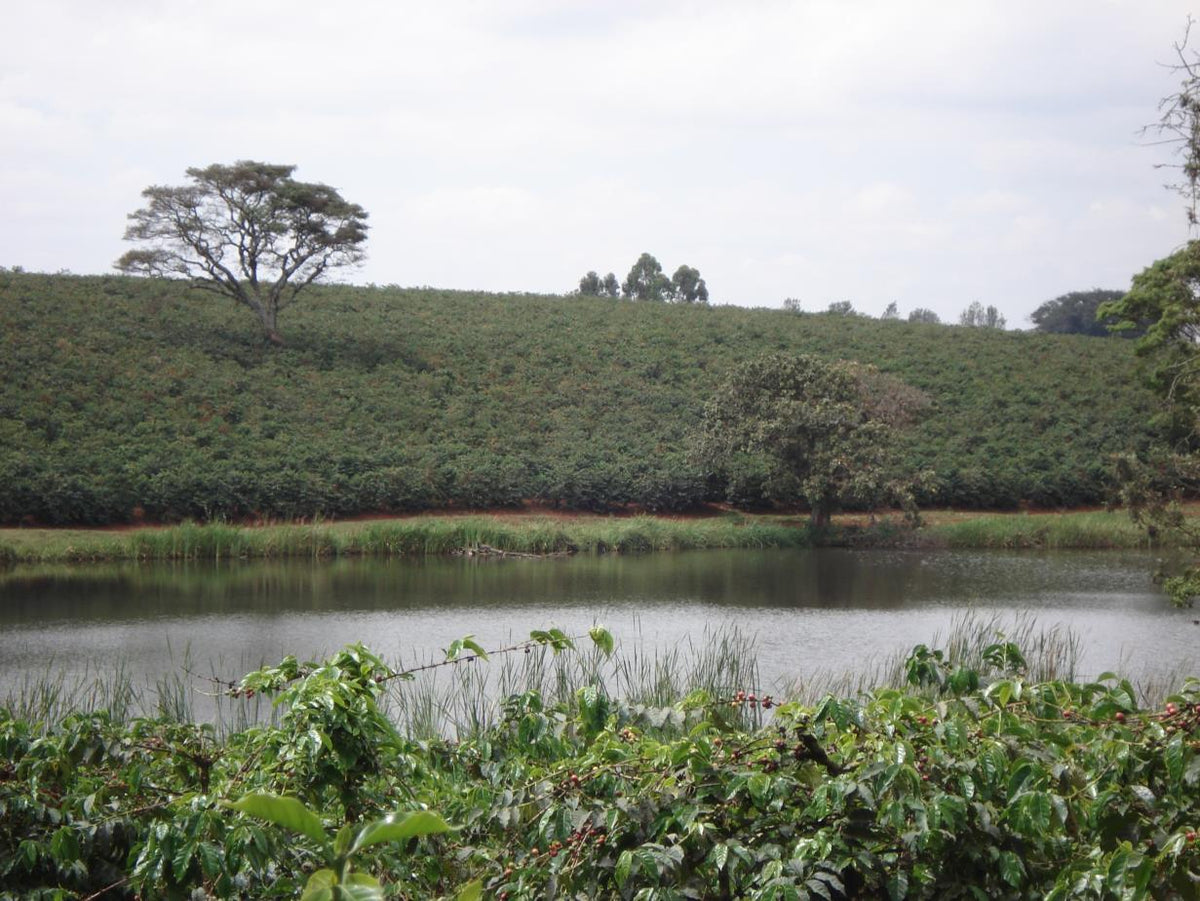 Kenya Kiambu Ibonia Estate