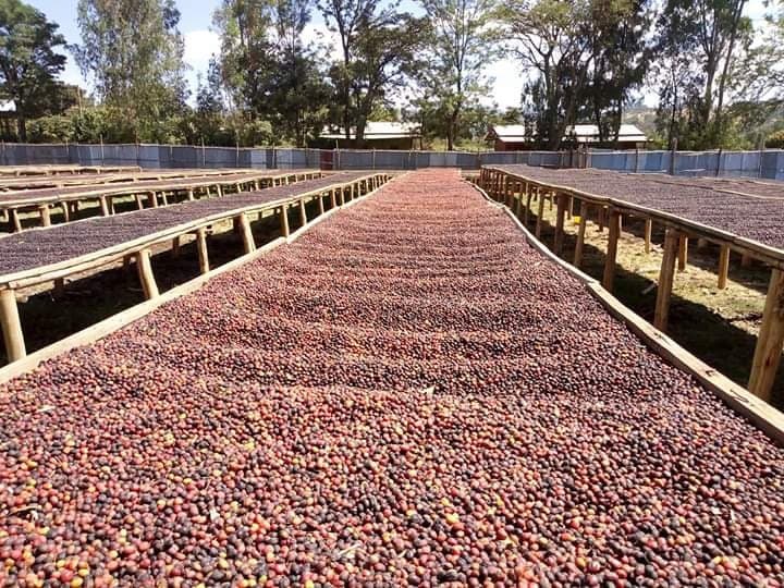 Shefina, Yirgalem, Sidamo Ethiopia